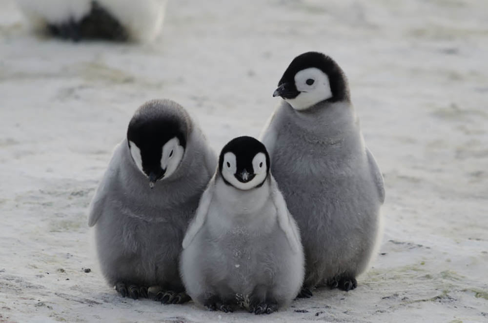 Three Emperor Penguin Chicks Together Wall Mural Wallpaper - Canvas Art Rocks - 1