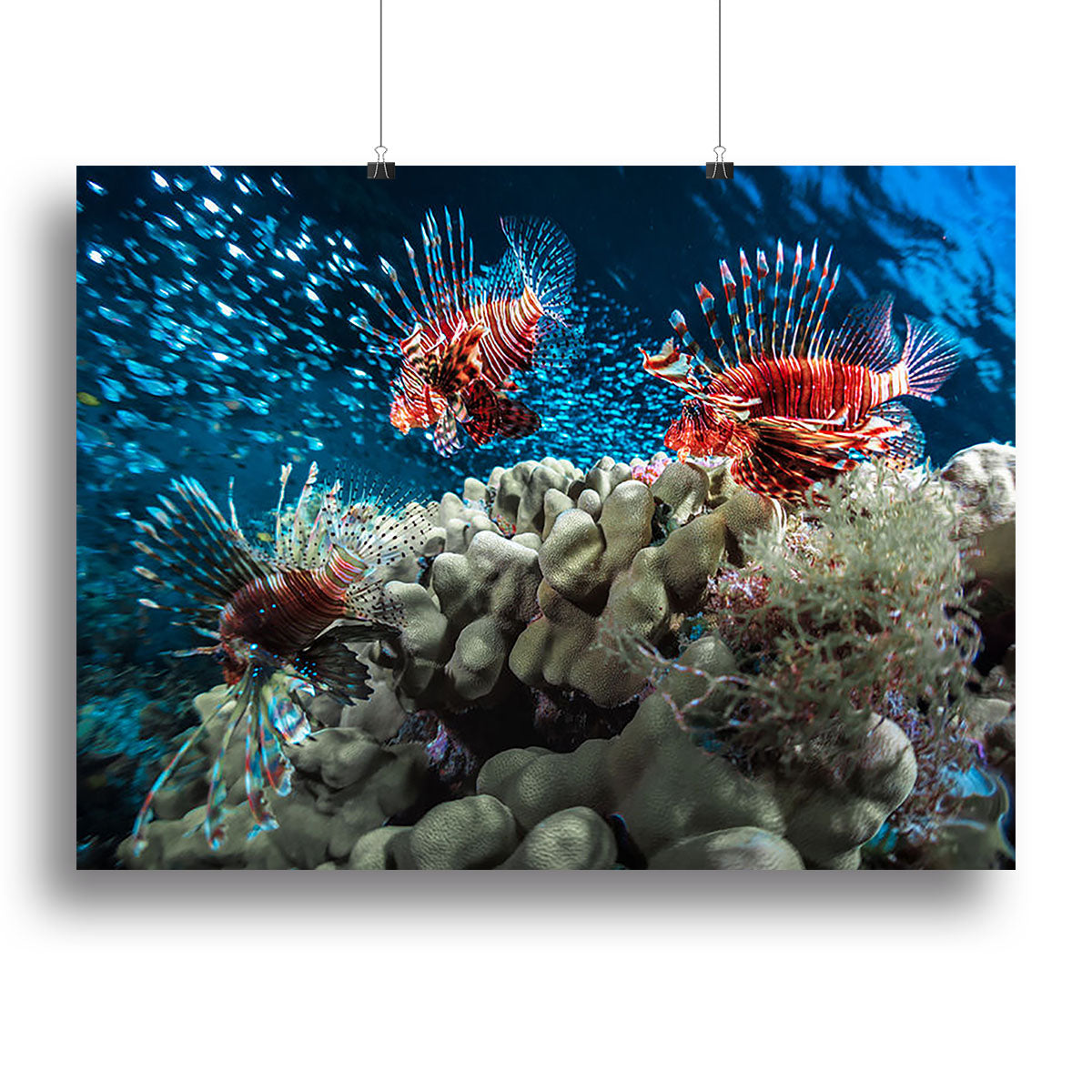 Three Lion fishes and school of bait fish Canvas Print or Poster - Canvas Art Rocks - 2