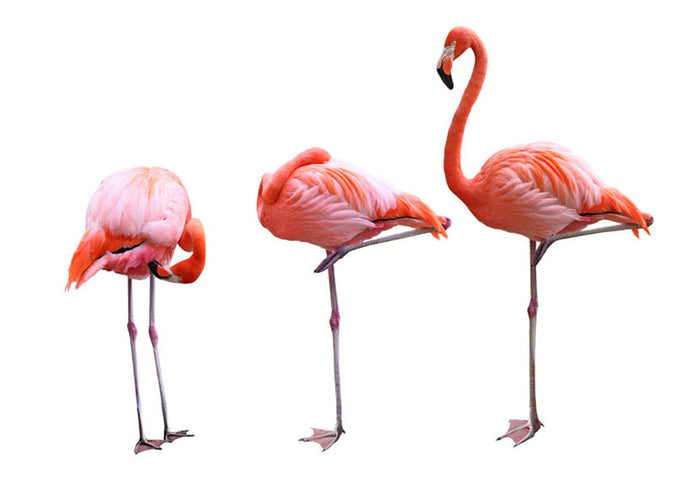 Three flamingo birds isolated on white background Wall Mural Wallpaper