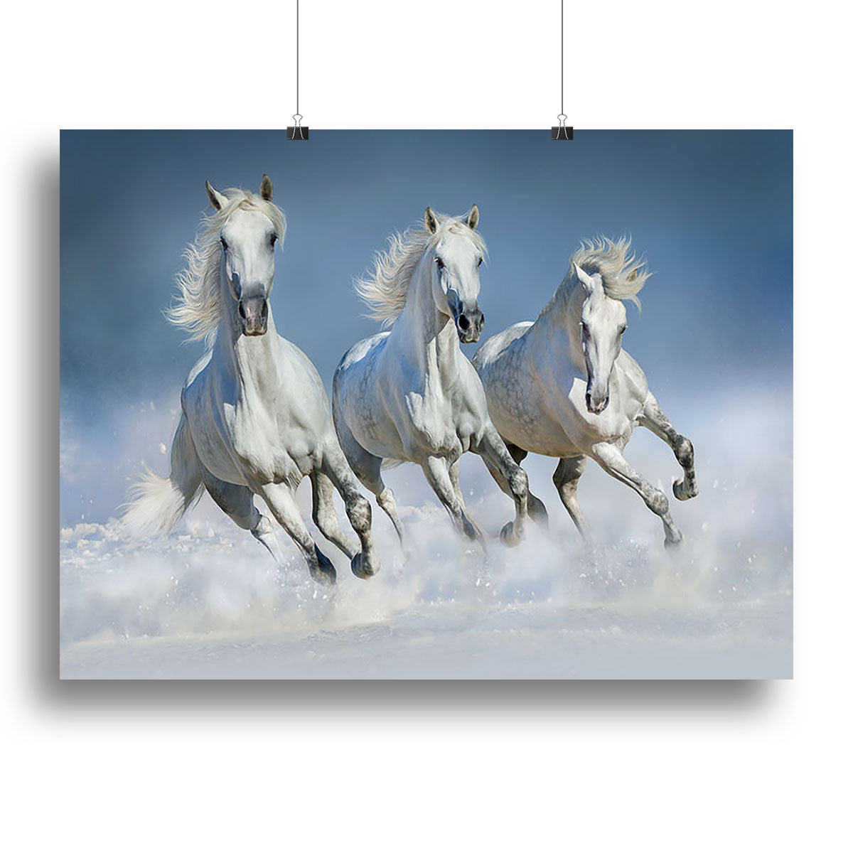 Three white horse run gallop in snow Canvas Print or Poster - Canvas Art Rocks - 2