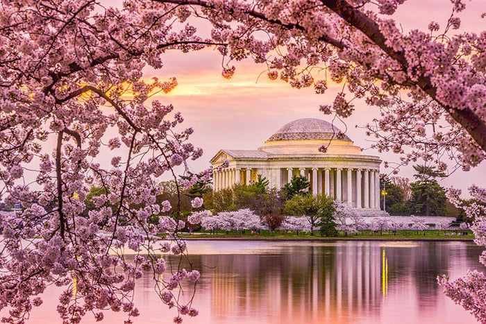 Tidal Basin and Jefferson Memorial cherry blossom season Wall Mural Wallpaper