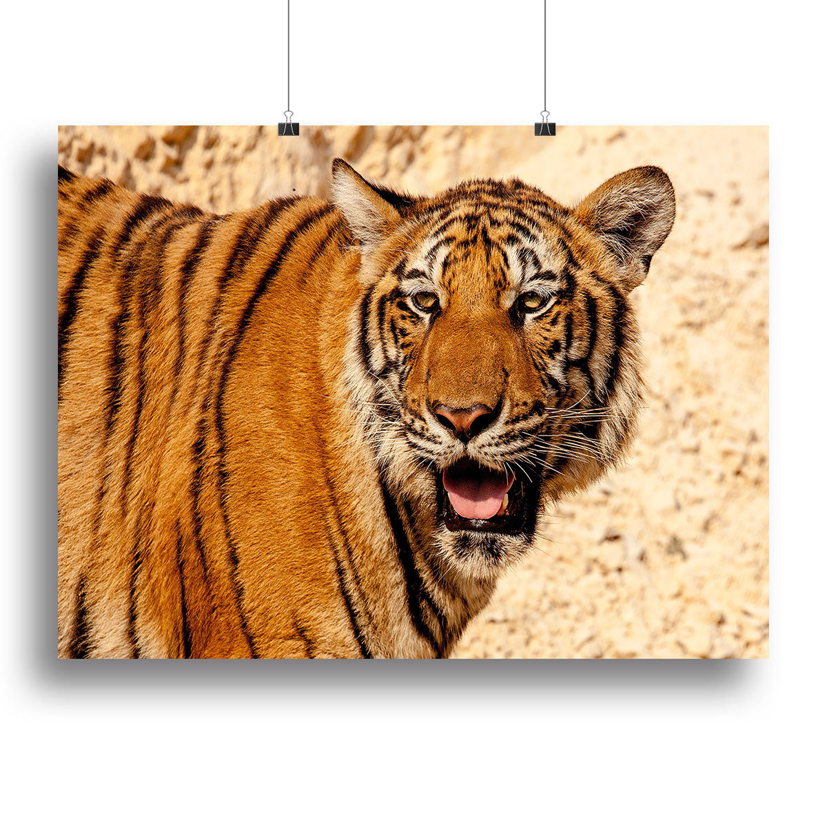 Tiger In The Heat Canvas Print or Poster - Canvas Art Rocks - 2