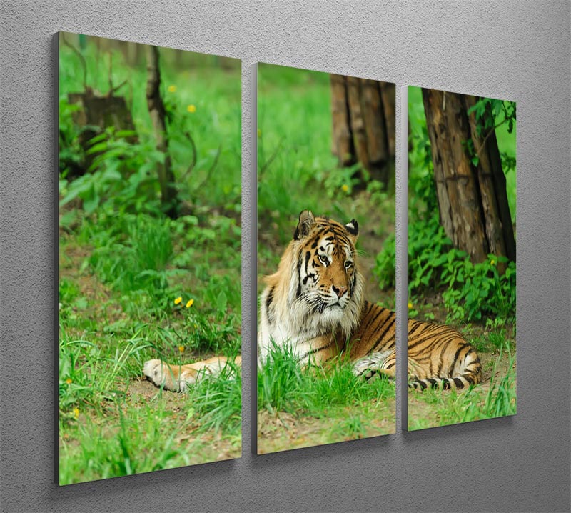 Tiger on the green grass 3 Split Panel Canvas Print - Canvas Art Rocks - 2
