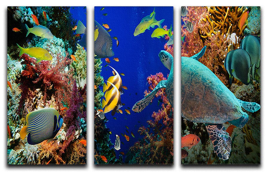 Tropical Anthias fish with net fire corals and shark on Red Sea reef 3 Split Panel Canvas Print - Canvas Art Rocks - 1