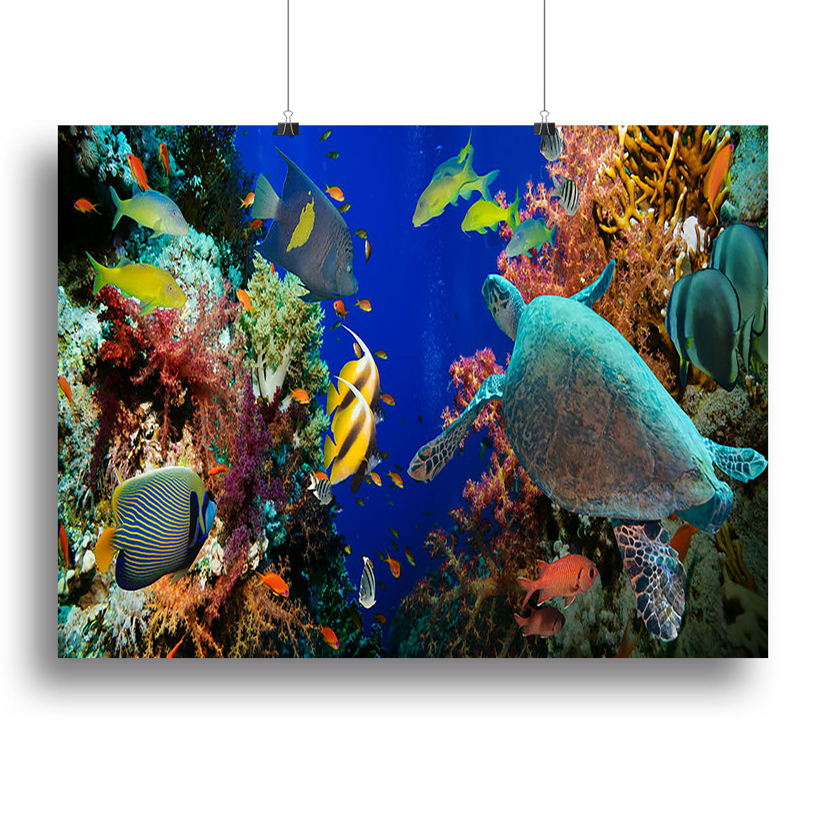 Tropical Anthias fish with net fire corals and shark on Red Sea reef Canvas Print or Poster - Canvas Art Rocks - 2