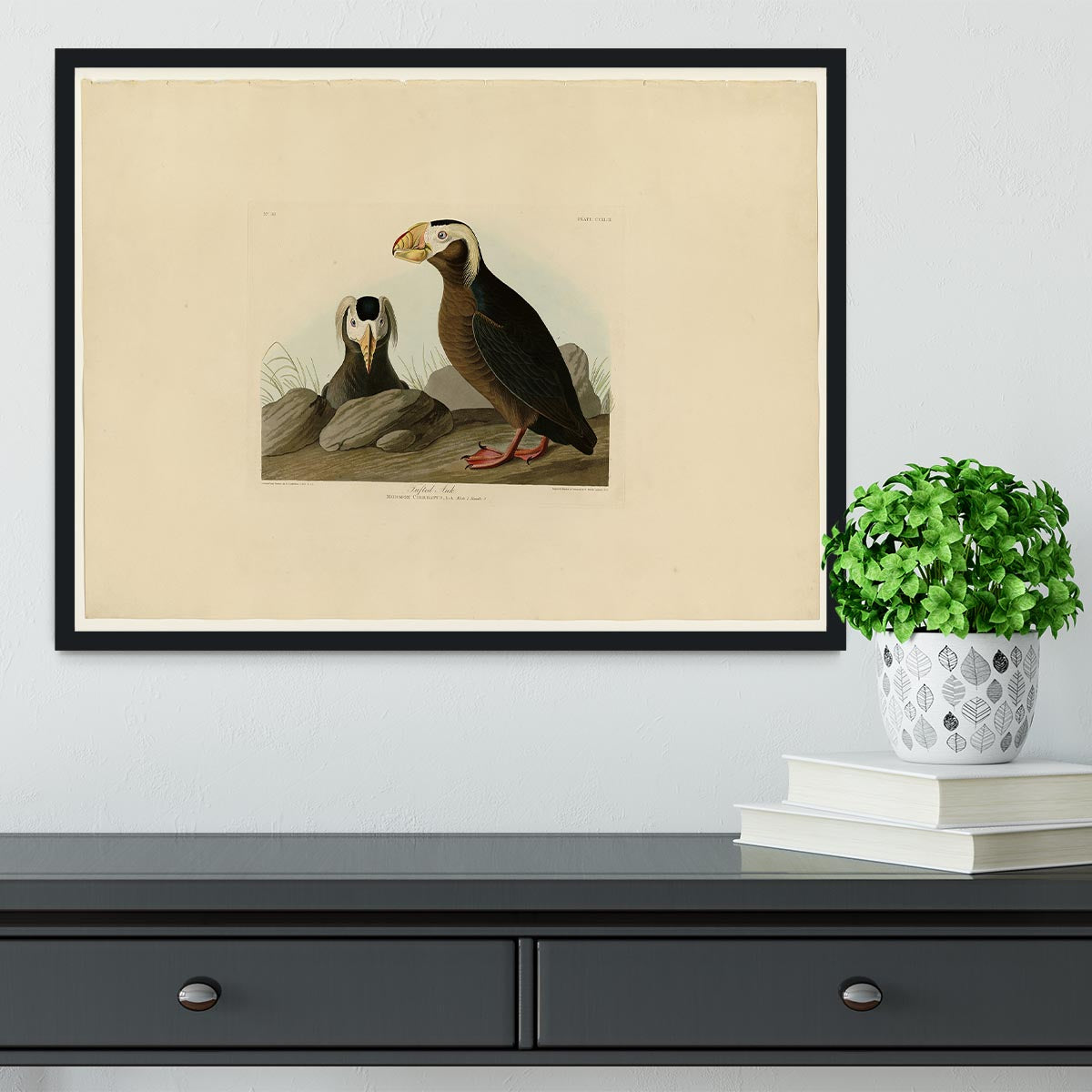 Tufted Auk by Audubon Framed Print - Canvas Art Rocks - 2