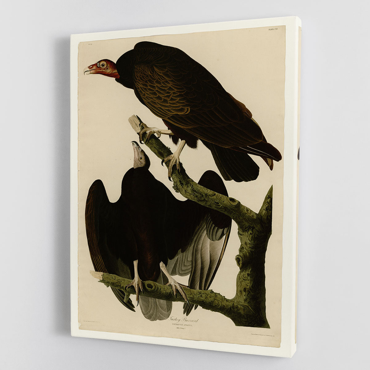 Turkey Buzzard by Audubon Canvas Print or Poster - Canvas Art Rocks - 1