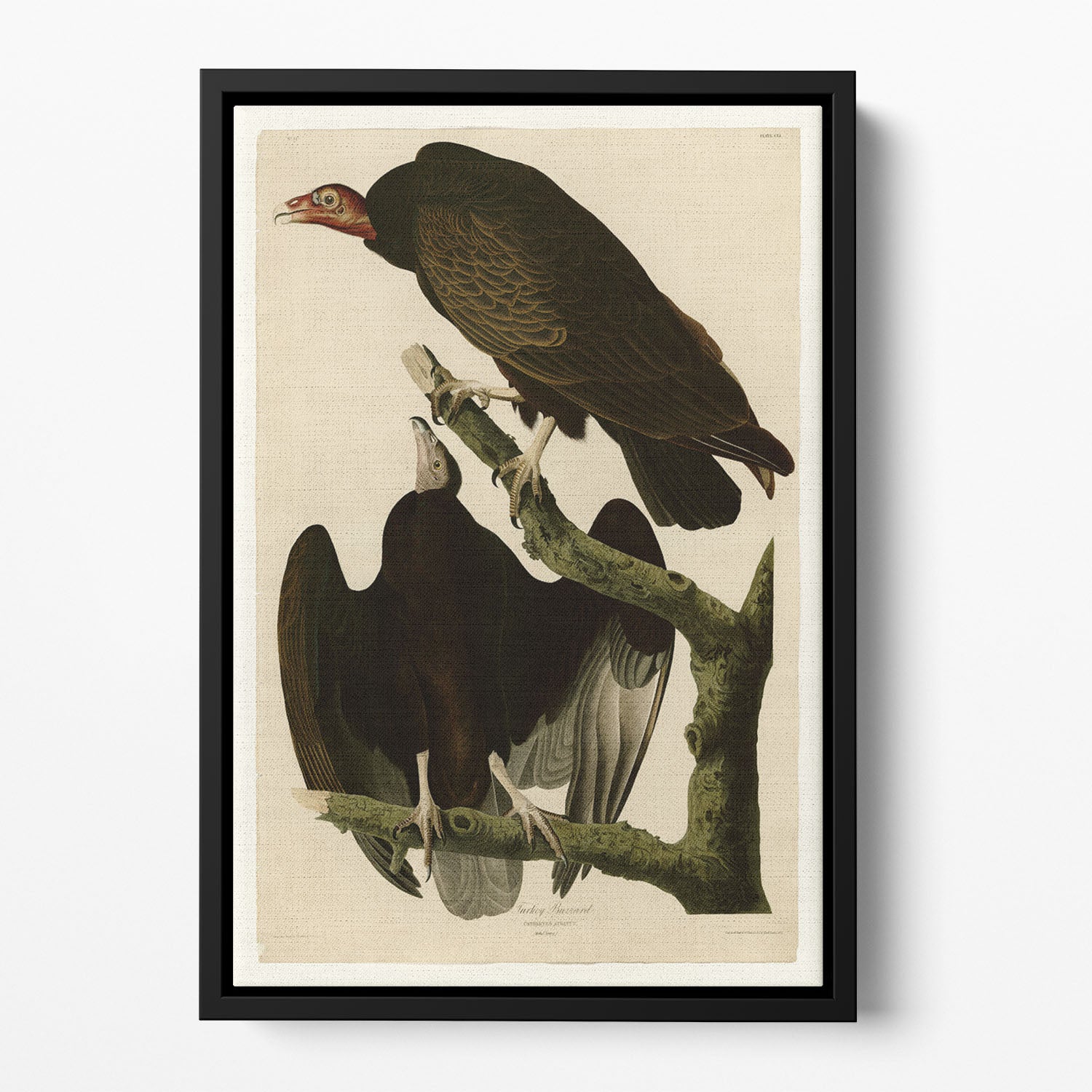 Turkey Buzzard by Audubon Floating Framed Canvas