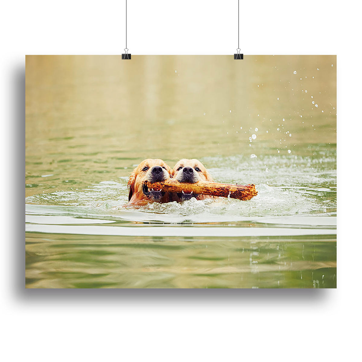 Two golden retrievers dogs are swimming with stick Canvas Print or Poster - Canvas Art Rocks - 2