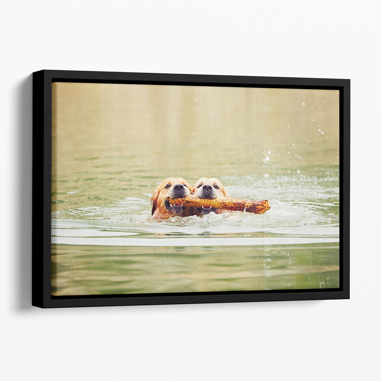Two golden retrievers dogs are swimming with stick Floating Framed Canvas - Canvas Art Rocks - 1