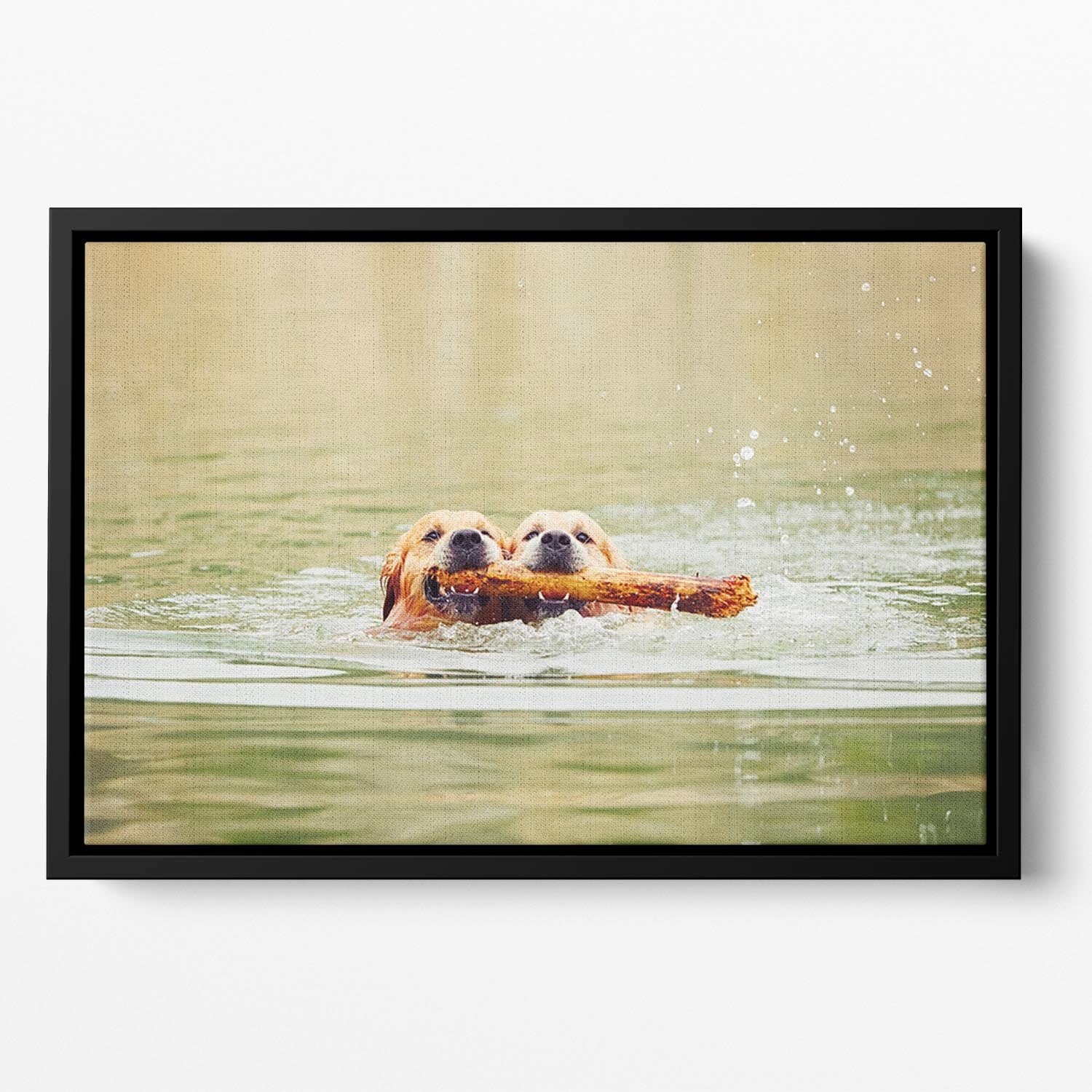 Two golden retrievers dogs are swimming with stick Floating Framed Canvas - Canvas Art Rocks - 2