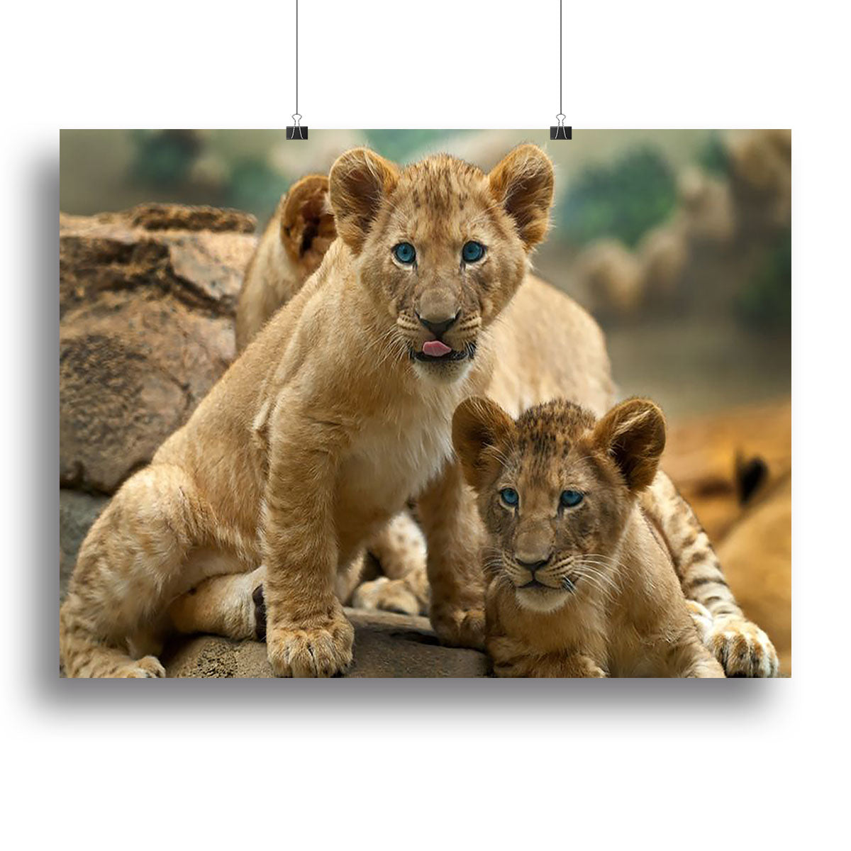 Two little Lion Cubs looking at something Canvas Print or Poster - Canvas Art Rocks - 2