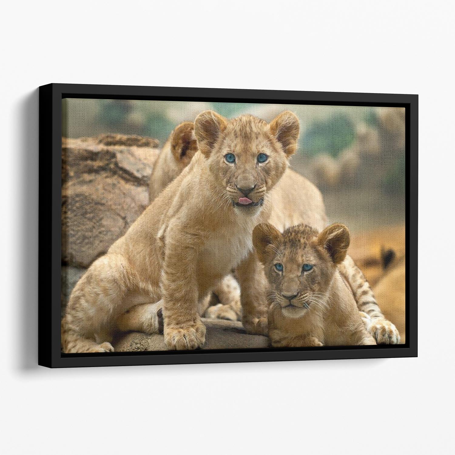 Two little Lion Cubs looking at something Floating Framed Canvas - Canvas Art Rocks - 1