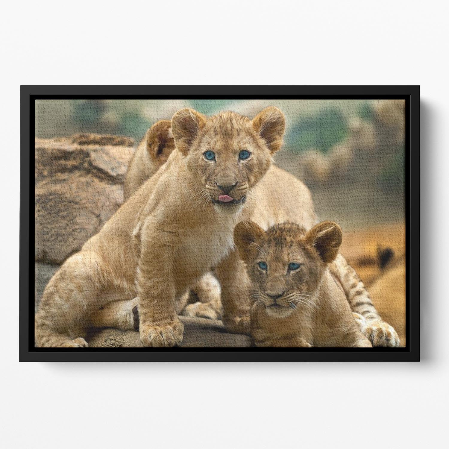 Two little Lion Cubs looking at something Floating Framed Canvas - Canvas Art Rocks - 2