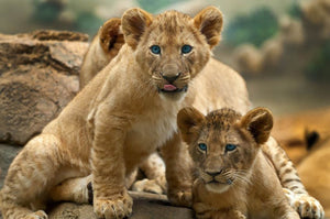 Two little Lion Cubs looking at something Wall Mural Wallpaper - Canvas Art Rocks - 1
