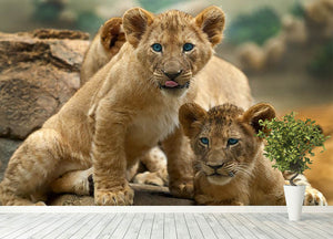 Two little Lion Cubs looking at something Wall Mural Wallpaper - Canvas Art Rocks - 4