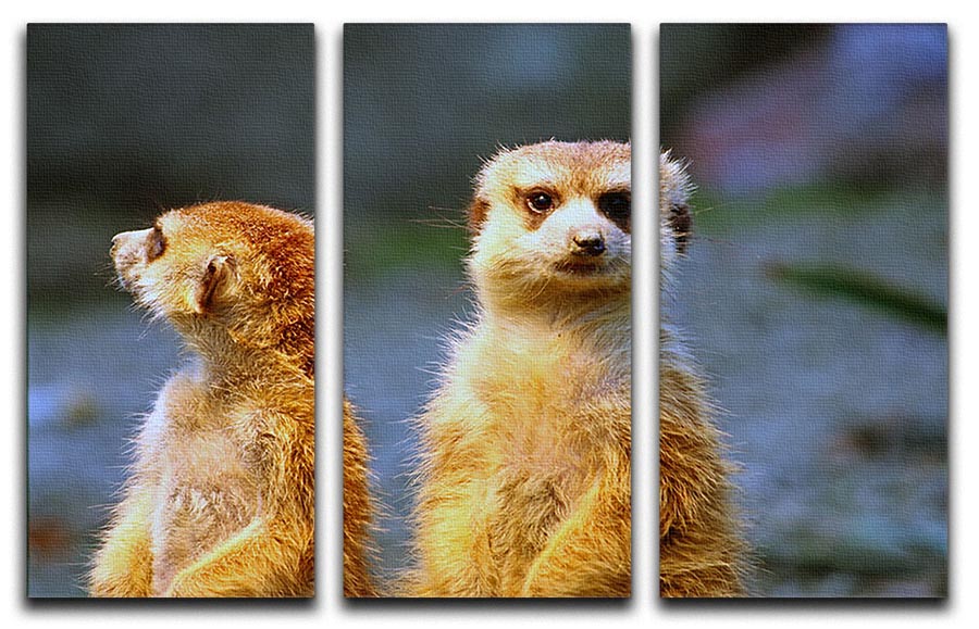 Two meerkats watching over their family in zoo 3 Split Panel Canvas Print - Canvas Art Rocks - 1