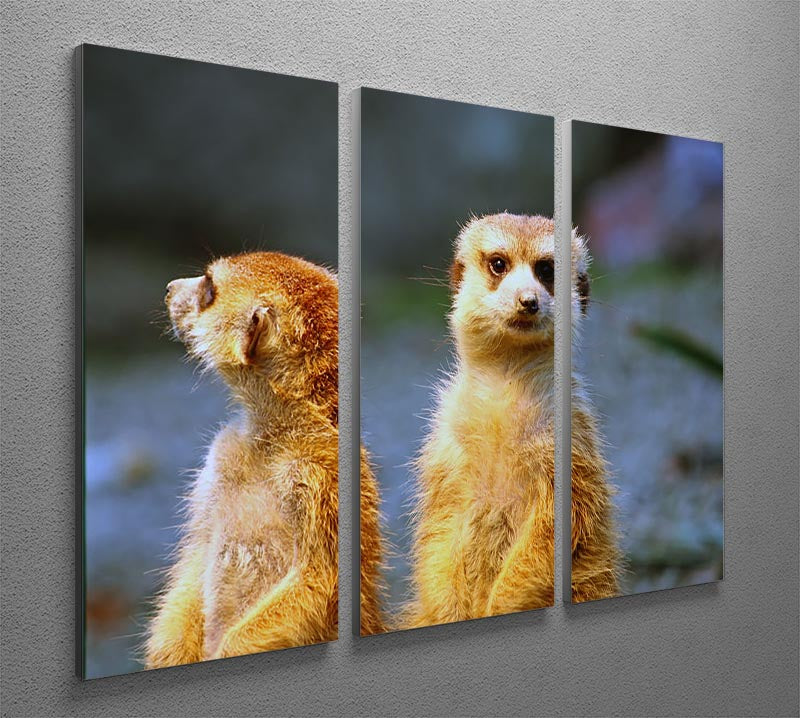 Two meerkats watching over their family in zoo 3 Split Panel Canvas Print - Canvas Art Rocks - 2