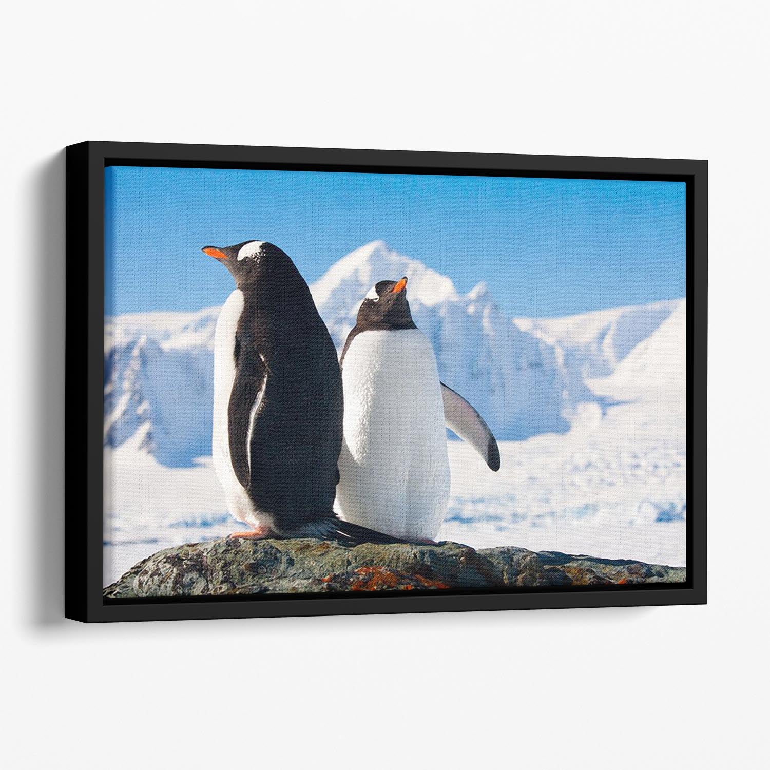 Two penguins dreaming together sitting on a rock Floating Framed Canvas - Canvas Art Rocks - 1