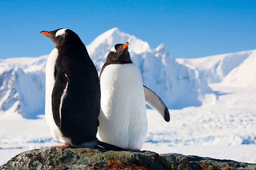 Two penguins dreaming together sitting on a rock Wall Mural Wallpaper - Canvas Art Rocks - 1