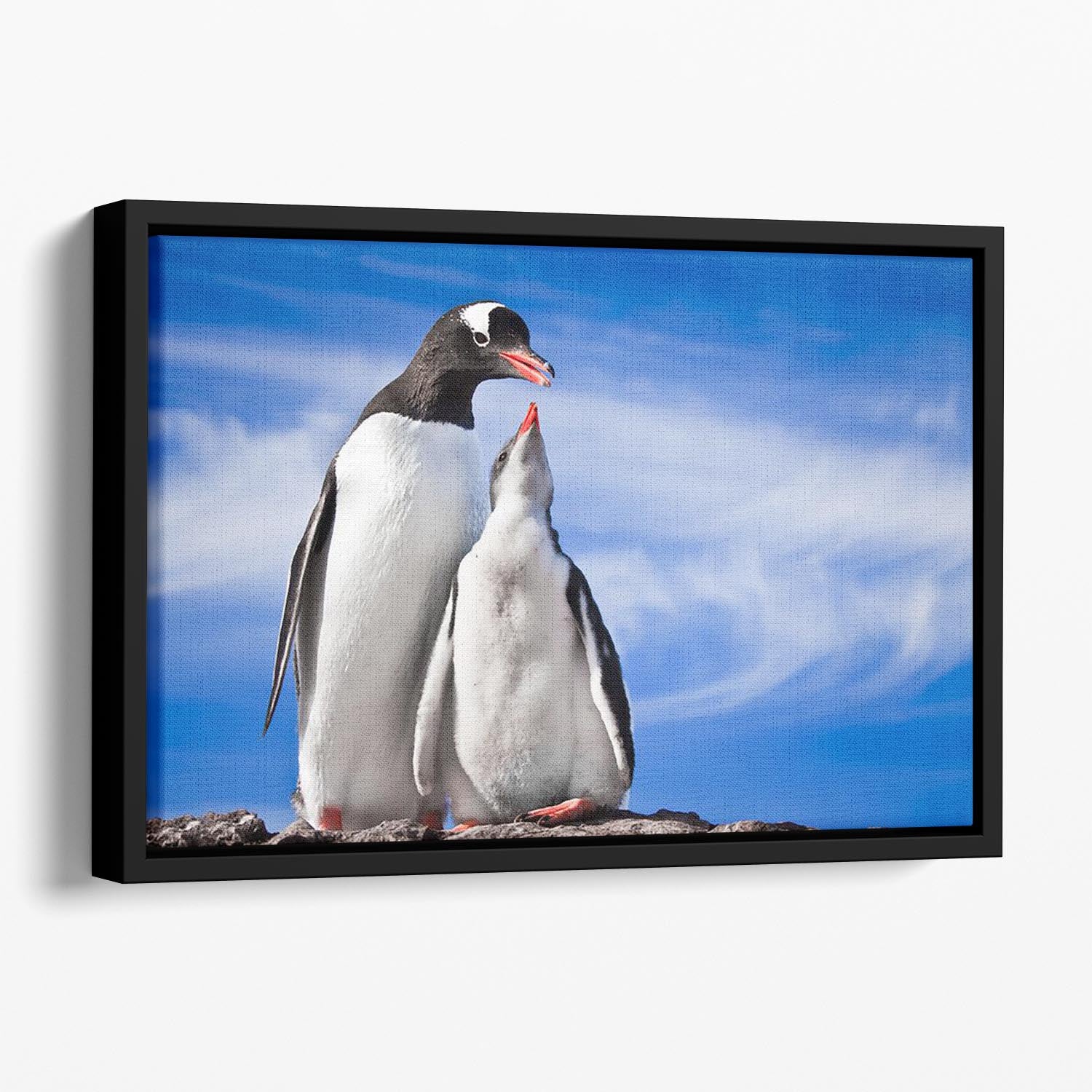 Two penguins resting Floating Framed Canvas - Canvas Art Rocks - 1
