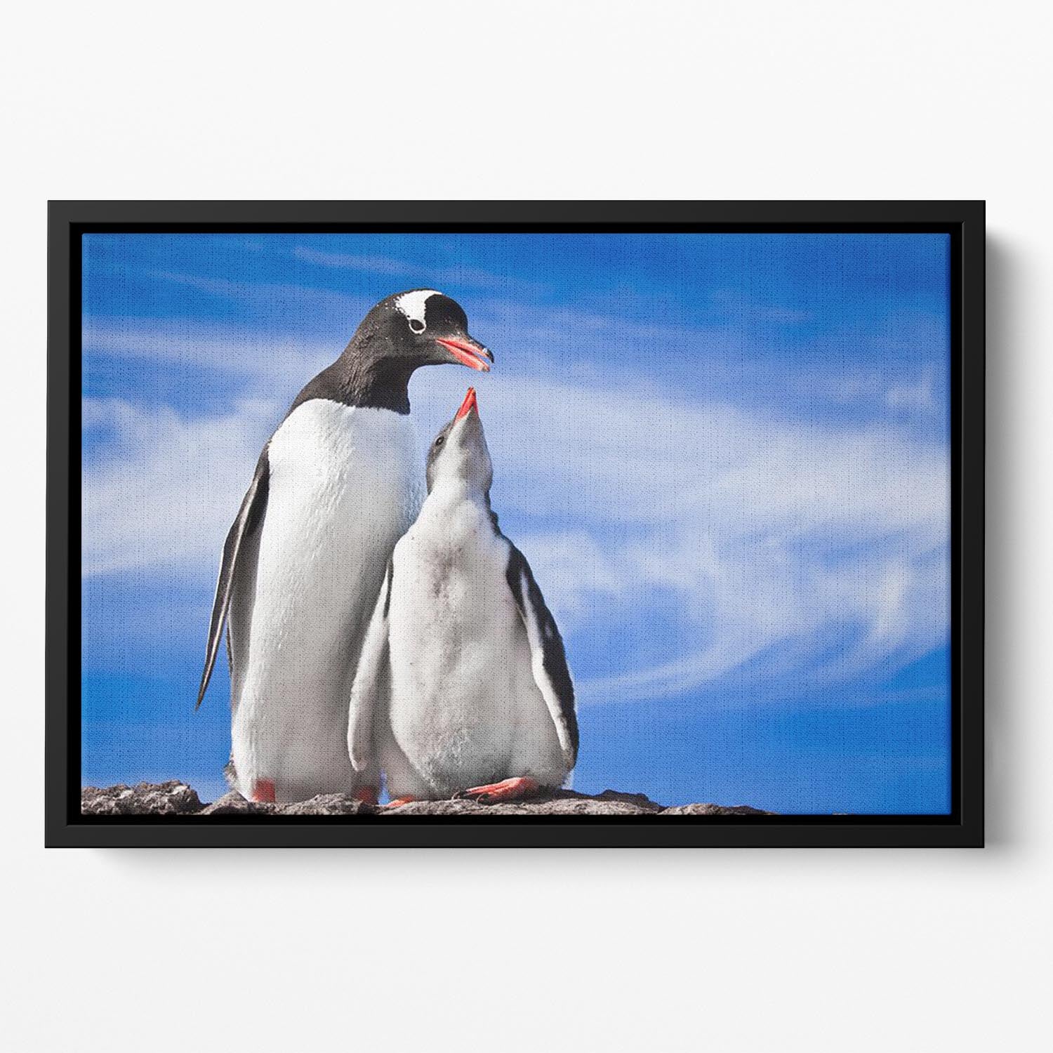 Two penguins resting Floating Framed Canvas - Canvas Art Rocks - 2