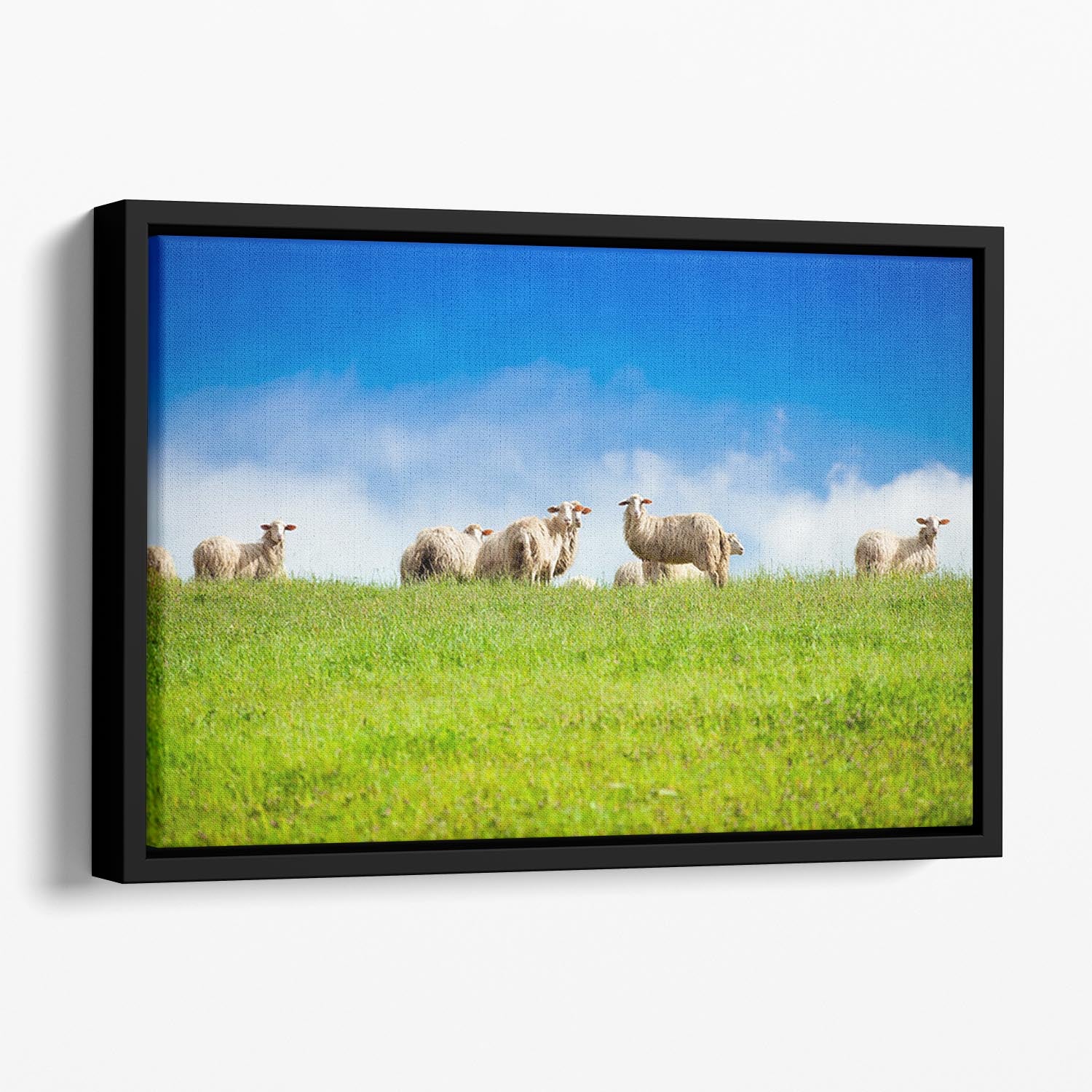 Two sheep looking at camera standing in herd Floating Framed Canvas - Canvas Art Rocks - 1
