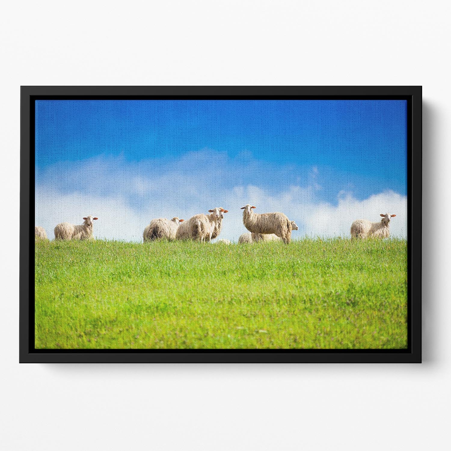 Two sheep looking at camera standing in herd Floating Framed Canvas - Canvas Art Rocks - 2