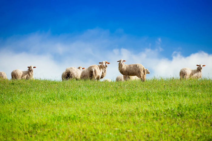 Two sheep looking at camera standing in herd Wall Mural Wallpaper