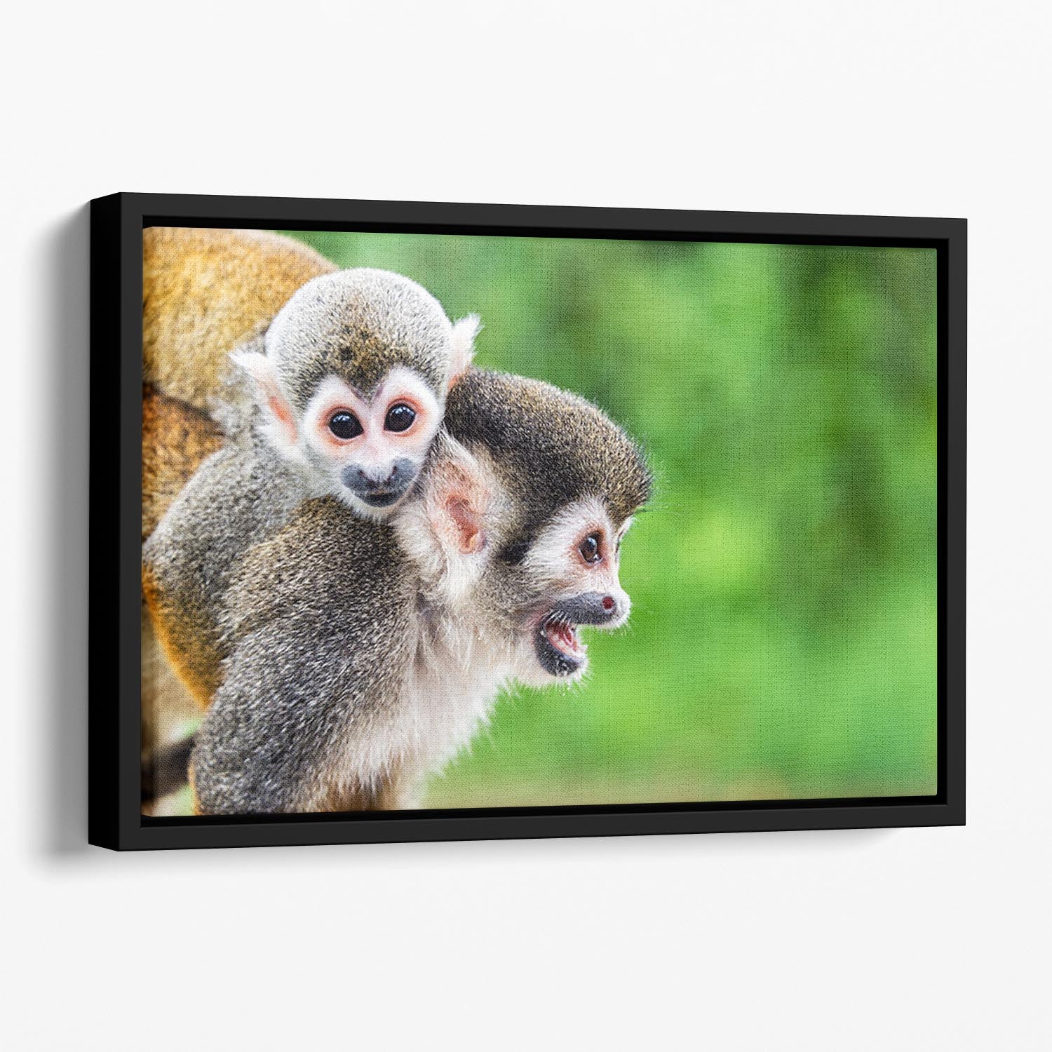 Two squirrel monkeys Floating Framed Canvas - Canvas Art Rocks - 1