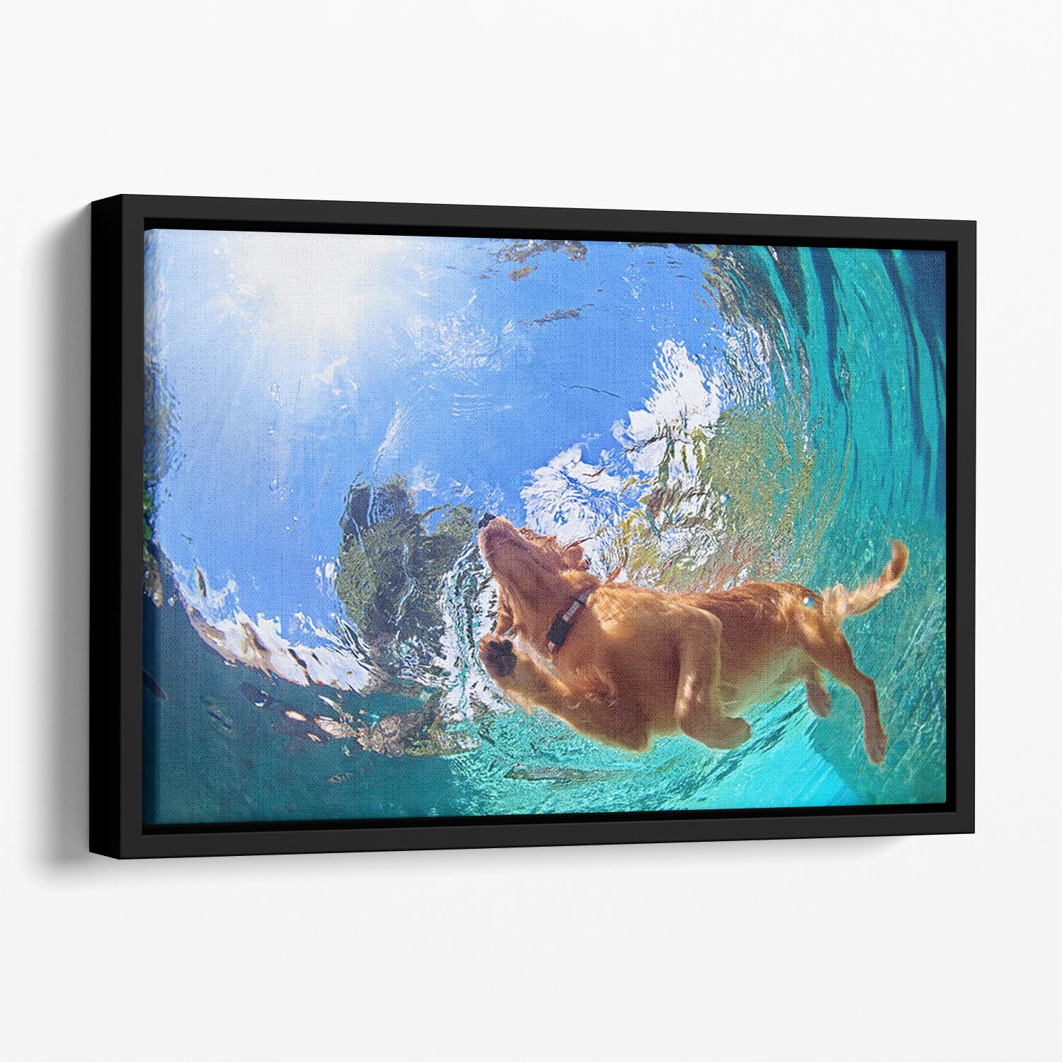 Underwater photo of golden labrador retriever puppy Floating Framed Canvas - Canvas Art Rocks - 1