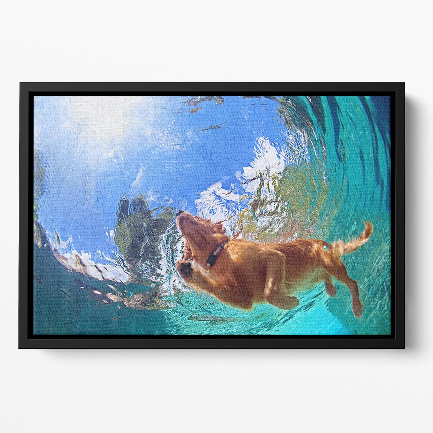 Underwater photo of golden labrador retriever puppy Floating Framed Canvas - Canvas Art Rocks - 2
