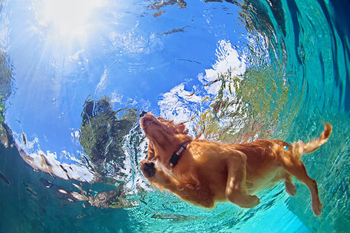 Underwater photo of golden labrador retriever puppy Wall Mural Wallpaper
