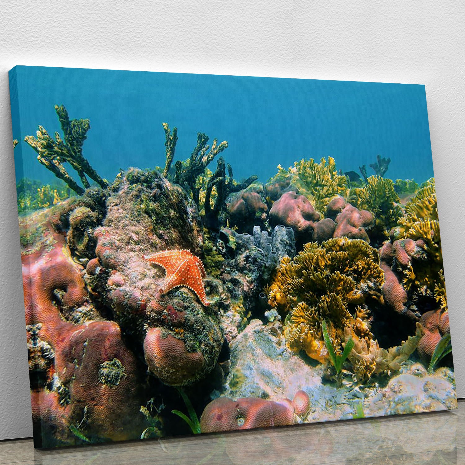 Underwater reef in the Caribbean sea with corals sponges and a starfish Canvas Print or Poster - Canvas Art Rocks - 1