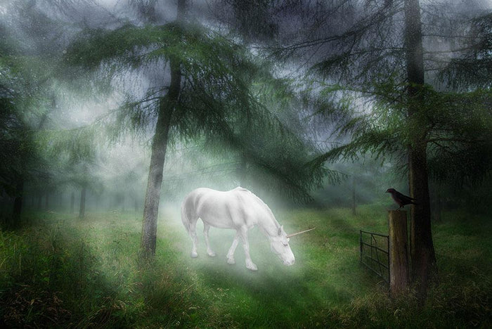 Unicorn in a magical forest Wall Mural Wallpaper