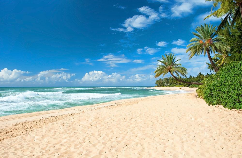 Untouched sandy beach with palms trees Wall Mural Wallpaper - Canvas Art Rocks - 1
