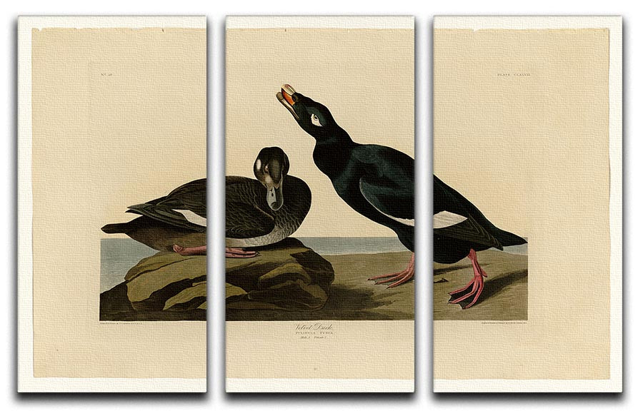 Velvet Duck by Audubon 3 Split Panel Canvas Print - Canvas Art Rocks - 1