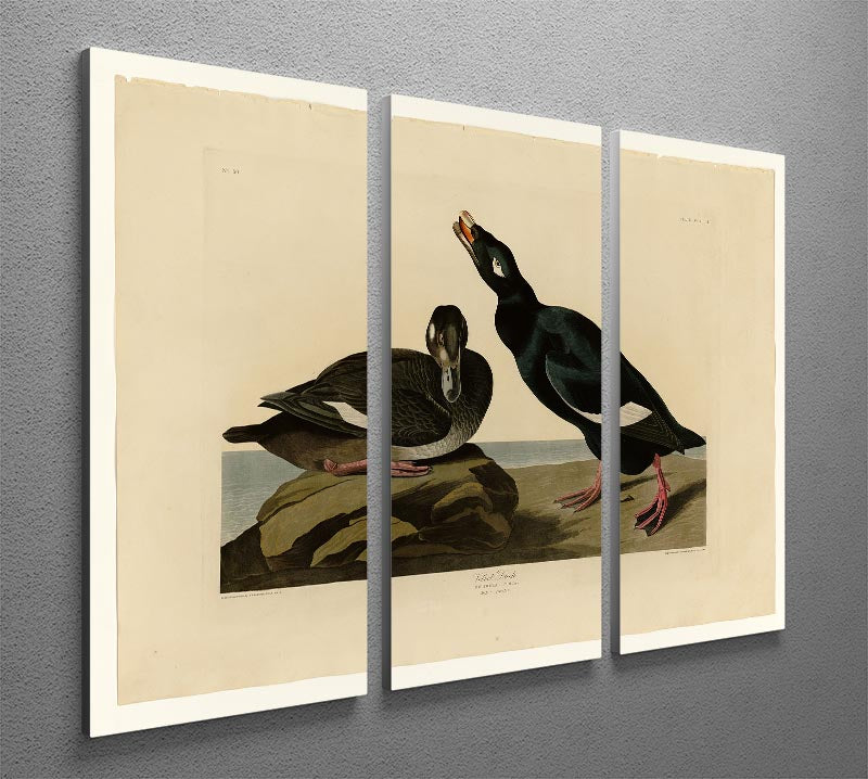 Velvet Duck by Audubon 3 Split Panel Canvas Print - Canvas Art Rocks - 2