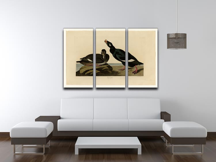 Velvet Duck by Audubon 3 Split Panel Canvas Print - Canvas Art Rocks - 3