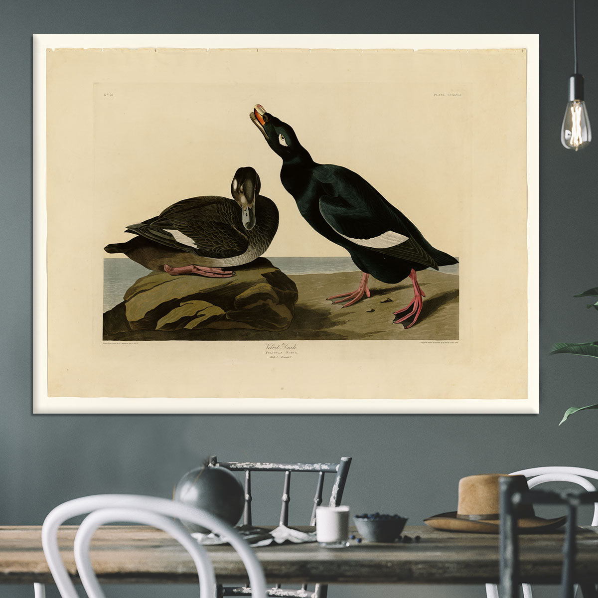 Velvet Duck by Audubon Canvas Print or Poster - Canvas Art Rocks - 3
