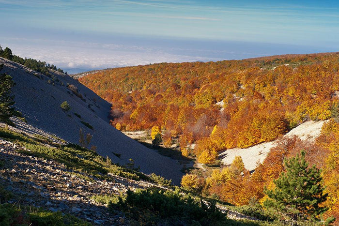 View from the Mount Ventoux Wall Mural Wallpaper