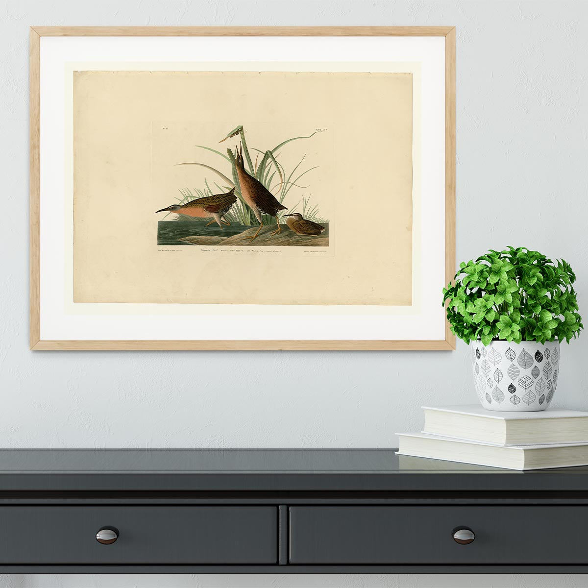 Virginia Rail by Audubon Framed Print - Canvas Art Rocks - 3