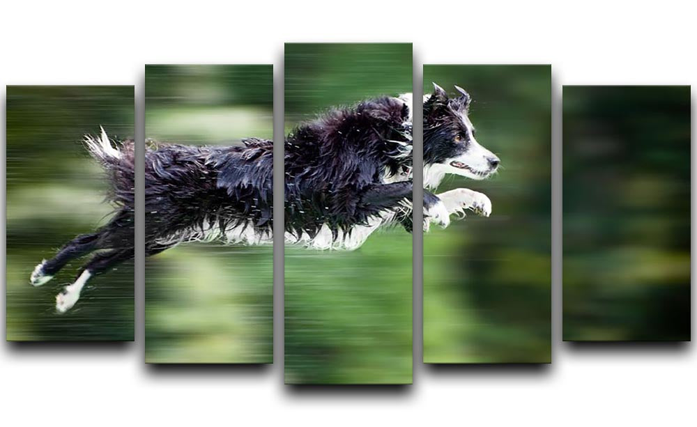 Wet border collie dog in midair 5 Split Panel Canvas - Canvas Art Rocks - 1