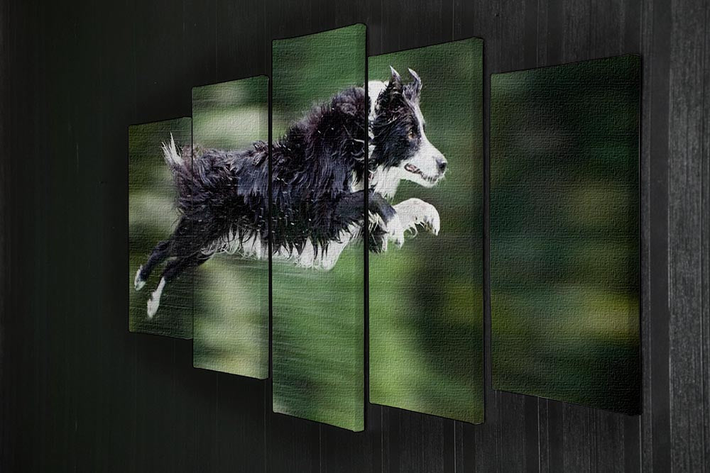 Wet border collie dog in midair 5 Split Panel Canvas - Canvas Art Rocks - 2