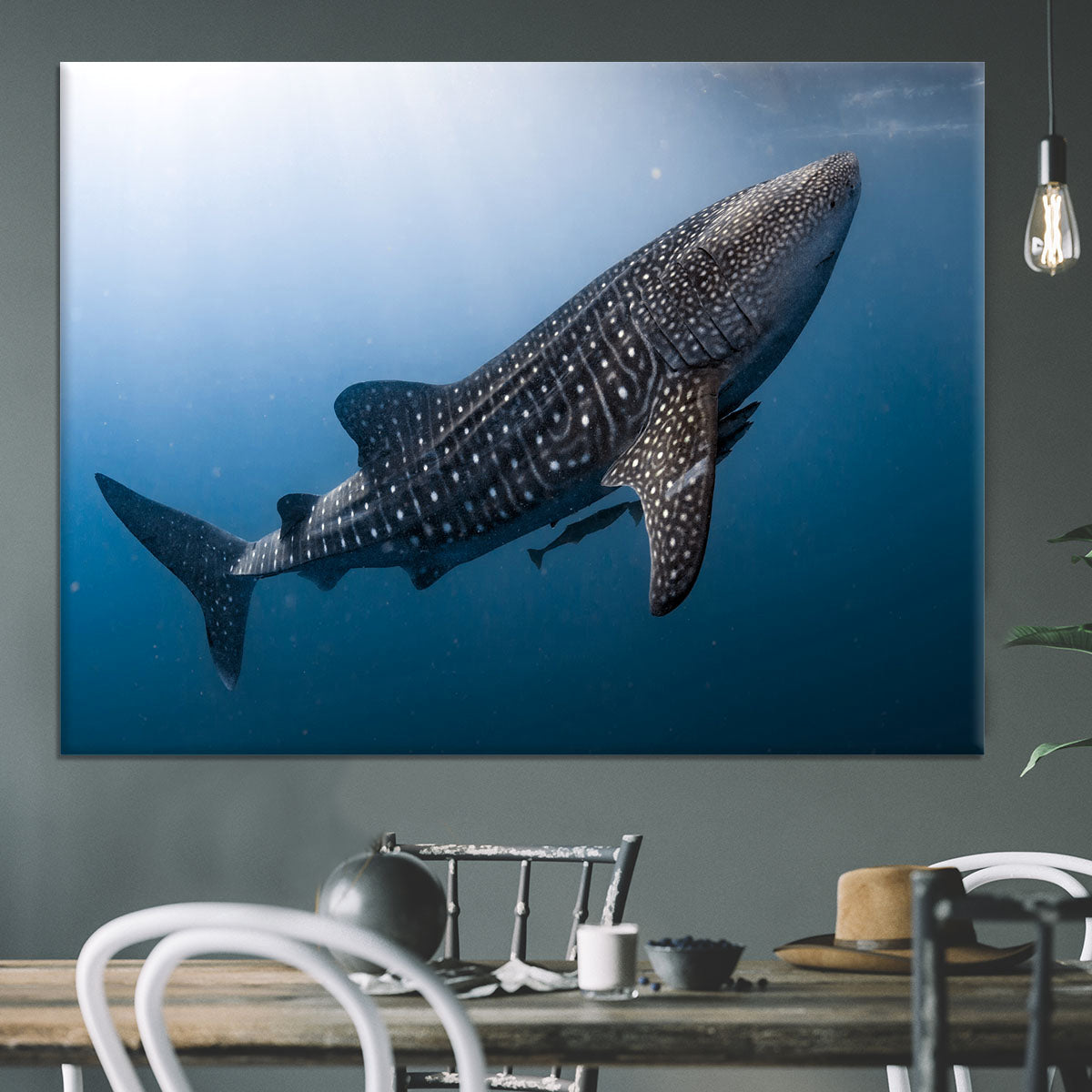 Whale Shark very near Canvas Print or Poster - Canvas Art Rocks - 3
