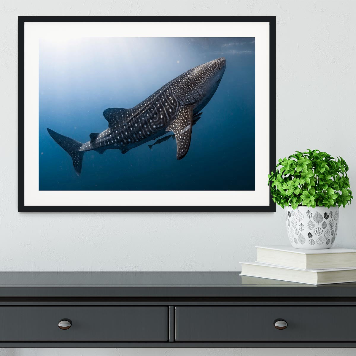 Whale Shark very near Framed Print - Canvas Art Rocks - 1