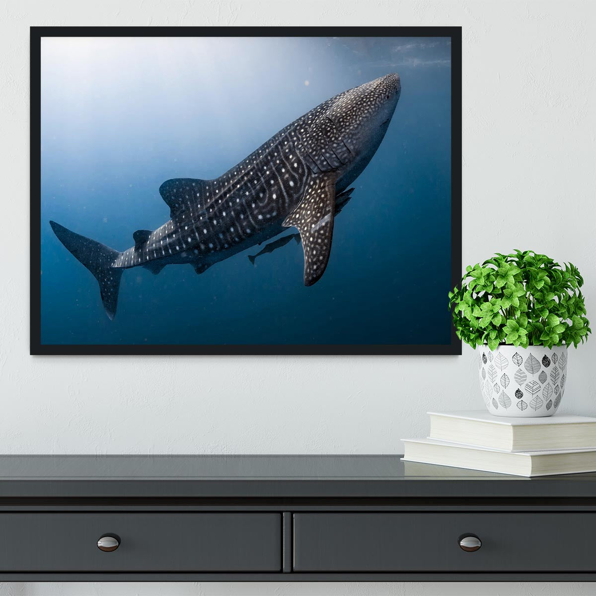 Whale Shark very near Framed Print - Canvas Art Rocks - 2