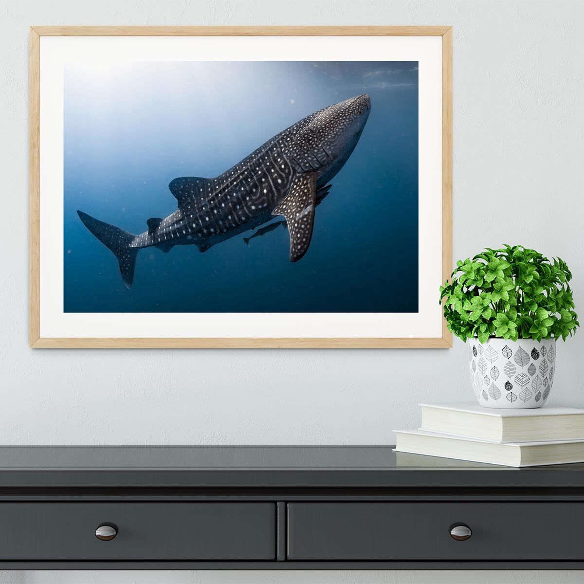 Whale Shark very near Framed Print - Canvas Art Rocks - 3
