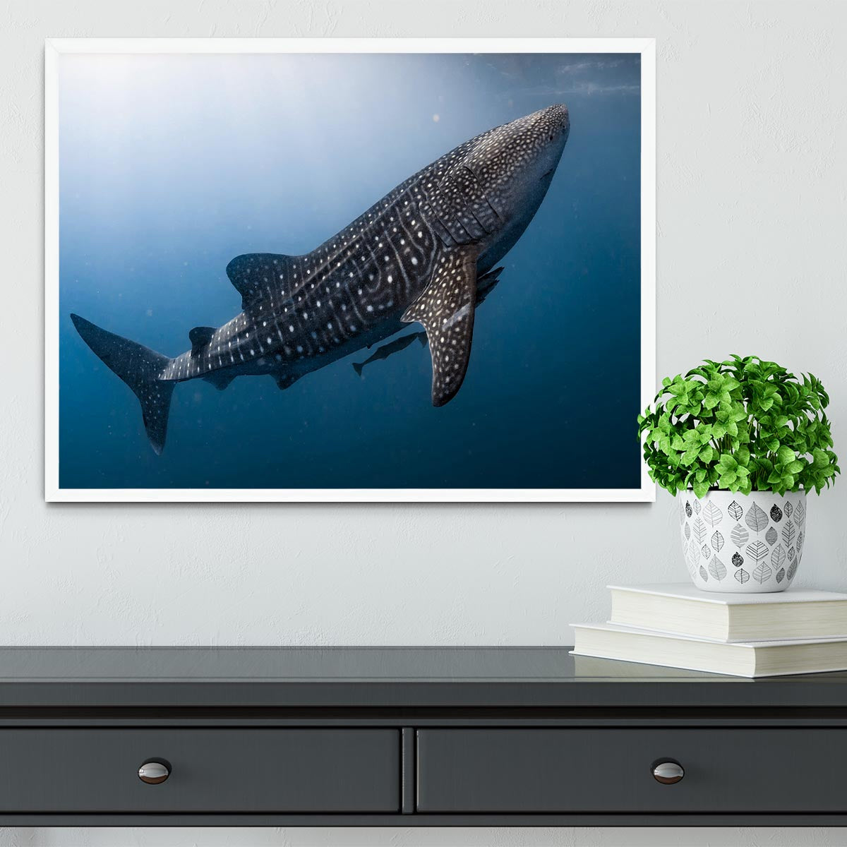 Whale Shark very near Framed Print - Canvas Art Rocks -6