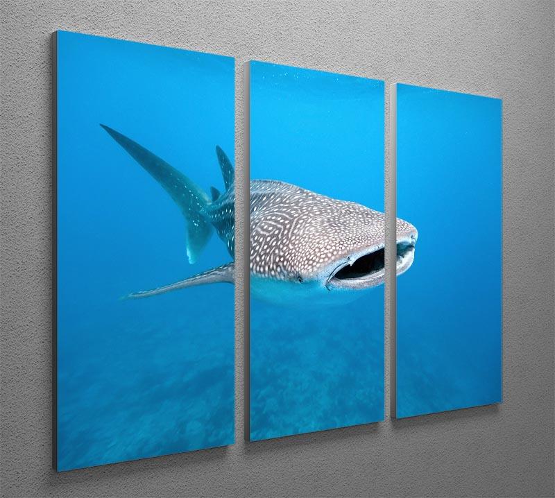 Whale shark 3 Split Panel Canvas Print - Canvas Art Rocks - 2